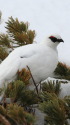 立山の白雷鳥6