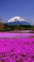 世界遺産の春景色