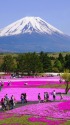 富士芝桜まつり