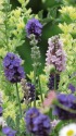ラベンダー開花(ふらのぶるー)