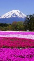 鮮やかな芝桜と富士山