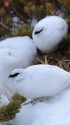 立山の白雷鳥12