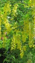 黄花藤(キングサリ)