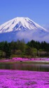 富士山と芝桜