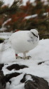 立山の白雷鳥15