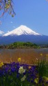 河口湖畔より望む富士山
