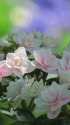 紫陽花(雨に唄えば)