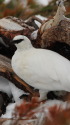 立山の白雷鳥16