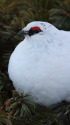立山の白雷鳥17