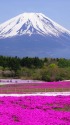 本栖湖リゾートの芝桜と富士山