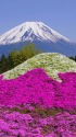 富士山と芝桜富士