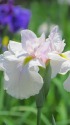 花菖蒲の季節へ(翠映)