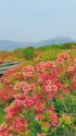 八幡つつじと茶臼岳