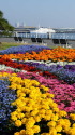 山下公園の花壇