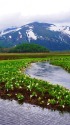 尾瀬・至仏山と水芭蕉群落