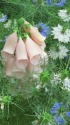 ニゲラの中からジキタリス