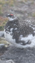 御嶽山の雄雷鳥