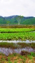 尾瀬の水芭蕉群落