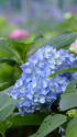 散歩道の花 1406-11-1
