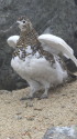 横通岳の雌雷鳥