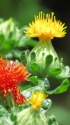ベニバナ(紅花・末摘花)