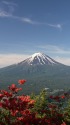 つつじ&富士山