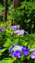 鎌倉・長谷寺の紫陽花