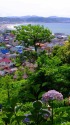 湘南の海と紫陽花