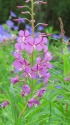高山の花・ヤナギラン