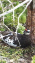 燕山荘の雄雷鳥4