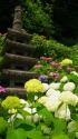 長谷寺・石塔と紫陽花