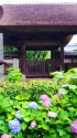 極楽寺・山門前の紫陽花
