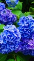 蒼き紫陽花