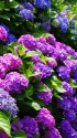 紫陽花の競演