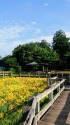 キスゲの咲く公園風景