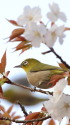 山桜とウメジロー