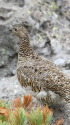 白馬乗鞍岳の雌雷鳥