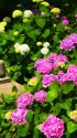 長谷寺・眺望散策路に咲く紫陽花