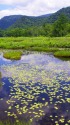 尾瀬ヶ原・夏の池塘