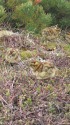 継子岳のチビ雷鳥達