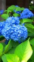 高源院の紫陽花