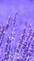 香るラベンダー