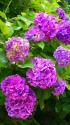 成就院・参道の紫陽花