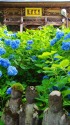 高源院・咲き誇る青い紫陽花
