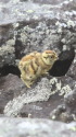 継子岳のチビ雷鳥2