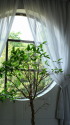 丸窓と観葉植物