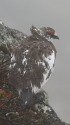 白馬岳の雄雷鳥4