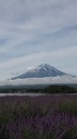 ラベンダー&富士山