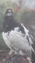 船越ノ頭の雄雷鳥2