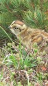 継子岳のチビ雷鳥5